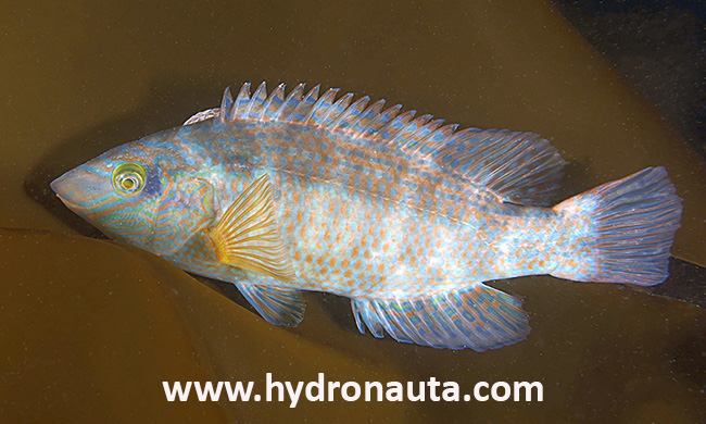 Symphodus melops